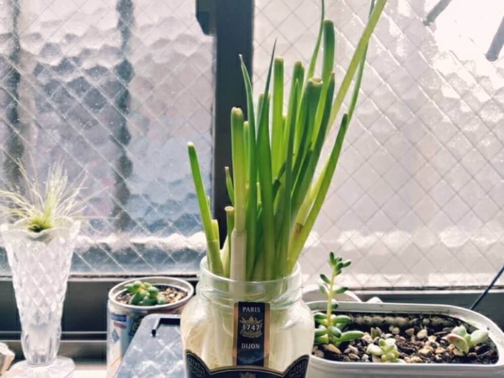 水だけで育つ？ 水耕栽培で失敗しない方法とおすすめの野菜5選 在宅時間で変化を楽しめる！水耕栽培で失敗しない方法とおすすめの野菜5選