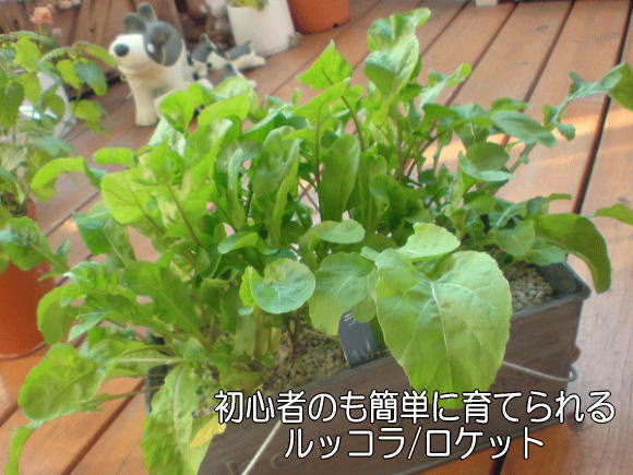 ルッコラ育て方OATアグリオ栽培メディア