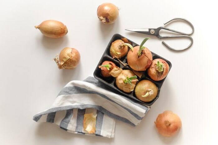 芽が出たタマネギは食べられる？栄養士が教える見分け方LifestylemadameFIGARO.jp フィガロジャポン