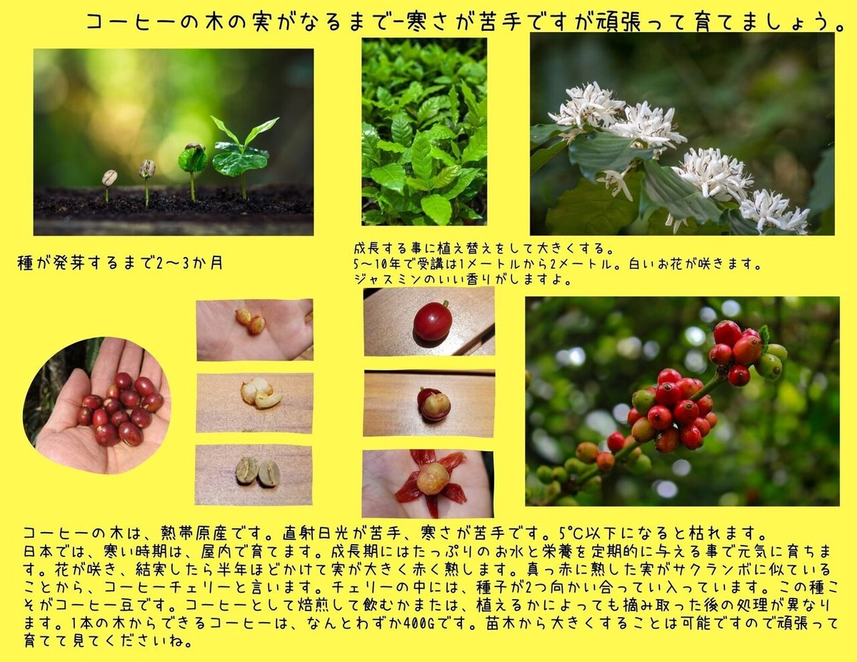 コーヒーの木をそだててコーヒーの実をならせよう！ 赤塚植物園 オンライン フラワーショップ花の音