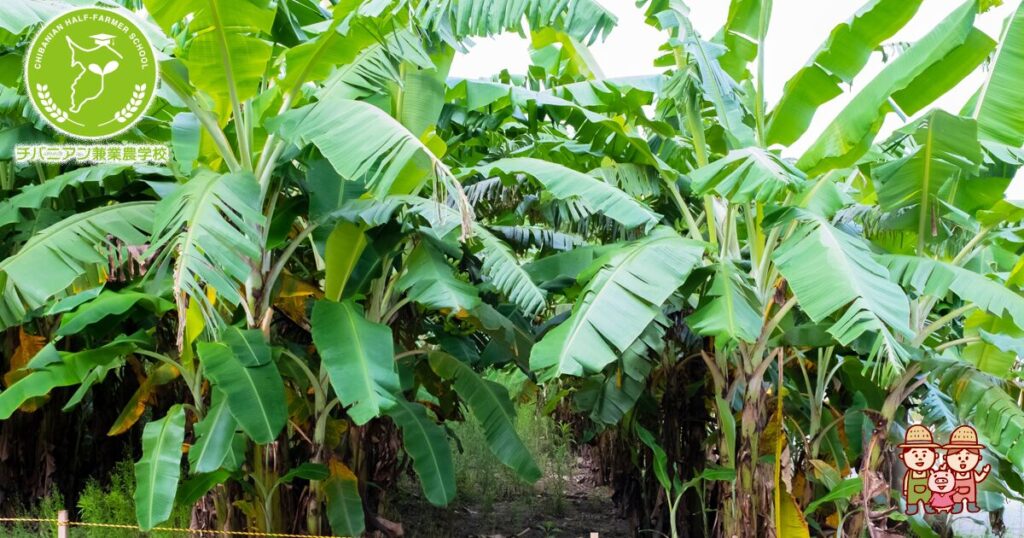 安全なバナナの選び方について🍌@ari_mutenka さんの投稿をお借りしました🥰 ←他の投稿はこちらゆるく無添加生活してます、ありさです😚 @ari_mutenka 今日は「安全なバナナの選び方について」紹介するよ🍌 健康にいいイメージのバナナだけど選び方を間違えると危険