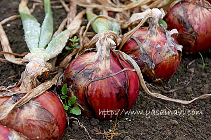 農業レポート 紫玉ねぎ腐り始める - 素人が書いた野菜作りの本