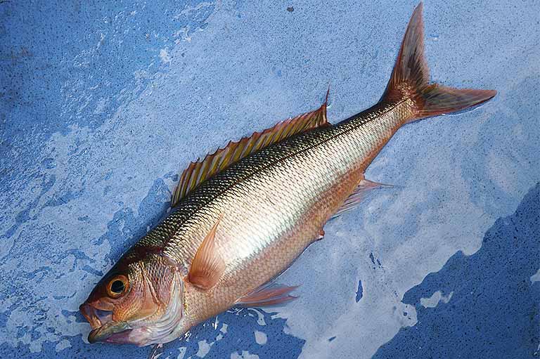 クルキンマチ ヒメダイ のバター焼き定食 2,000円 - 恩納村、海鮮料理 浜の家の写真 - トリップアドバイザ