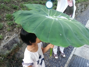 元気だった里芋が枯れる・倒れた 時期によるのかも？ - ママ美ライフ～家庭菜園・アウトドア～