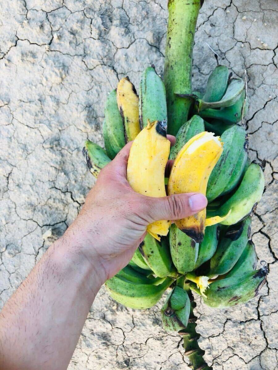 ブラジルで消費される多くのバナナの品種の 1 つ、ポルトガル語で Banana Da Terra 束Premium写真