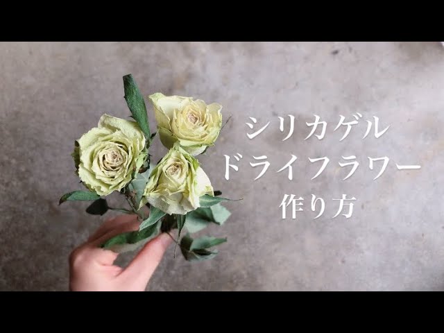 薔薇のドライフラワーを手作りしたい!コツと注意点を解説