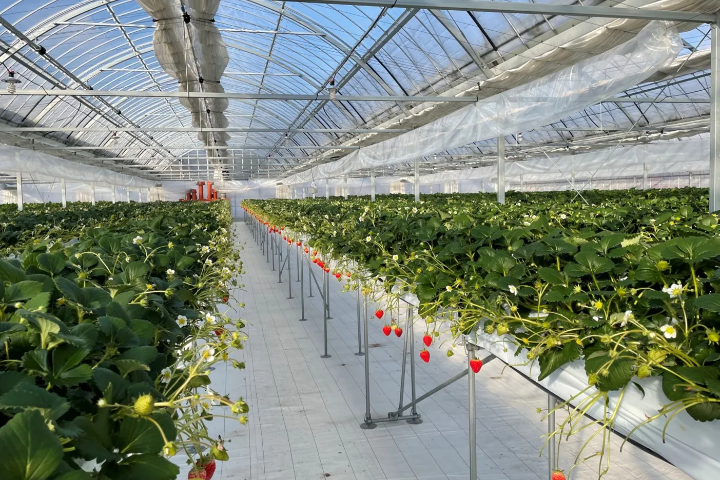 ご紹介 いちご栽培ハウスを紹介！苗作りや品種改良、比較試験に使います