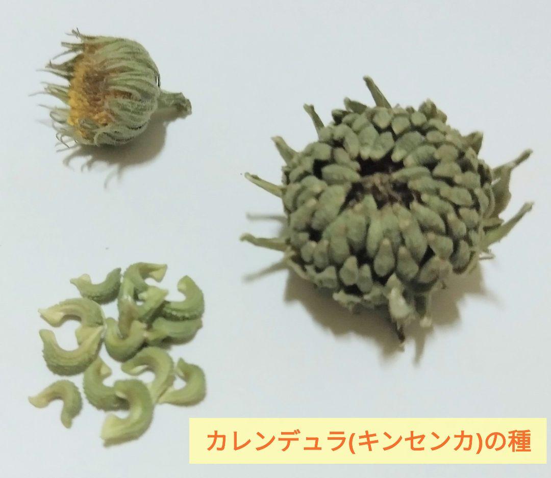 楽天市場 カレンデュラ 種の通販