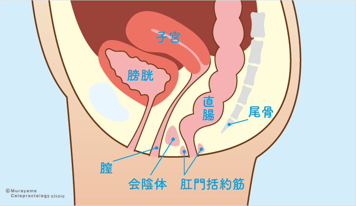 本物の女性の解剖学-外陰部の目視検査1 | xHamster