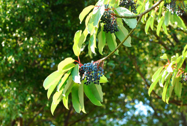 キリンが ゆずりはの実を食べる？特定非営利活動法人「ゆずりは学園」