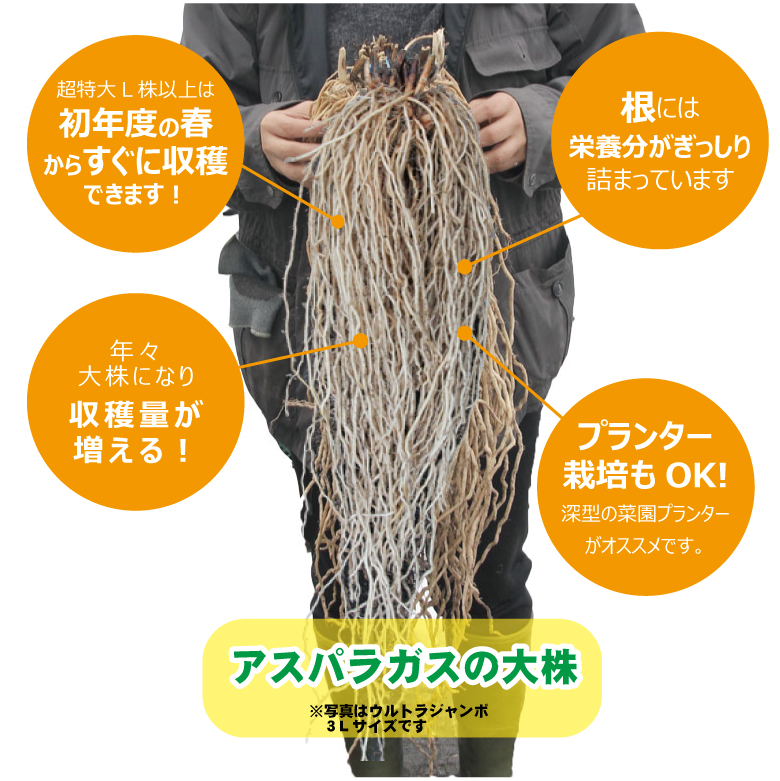 アスパラガスの育て方プランター栽培の植え替えや冬越し、株分けなど🍀GreenSnap グリーンスナップ