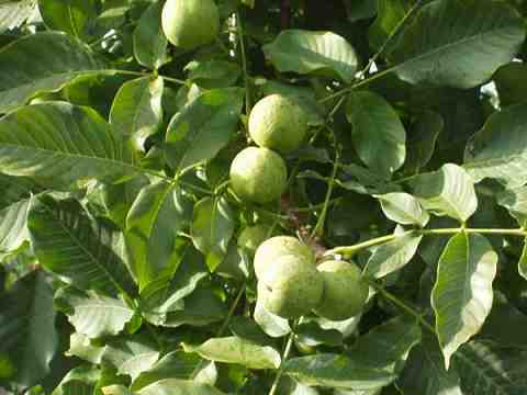 オニグルミ その２樹まぐれ日記