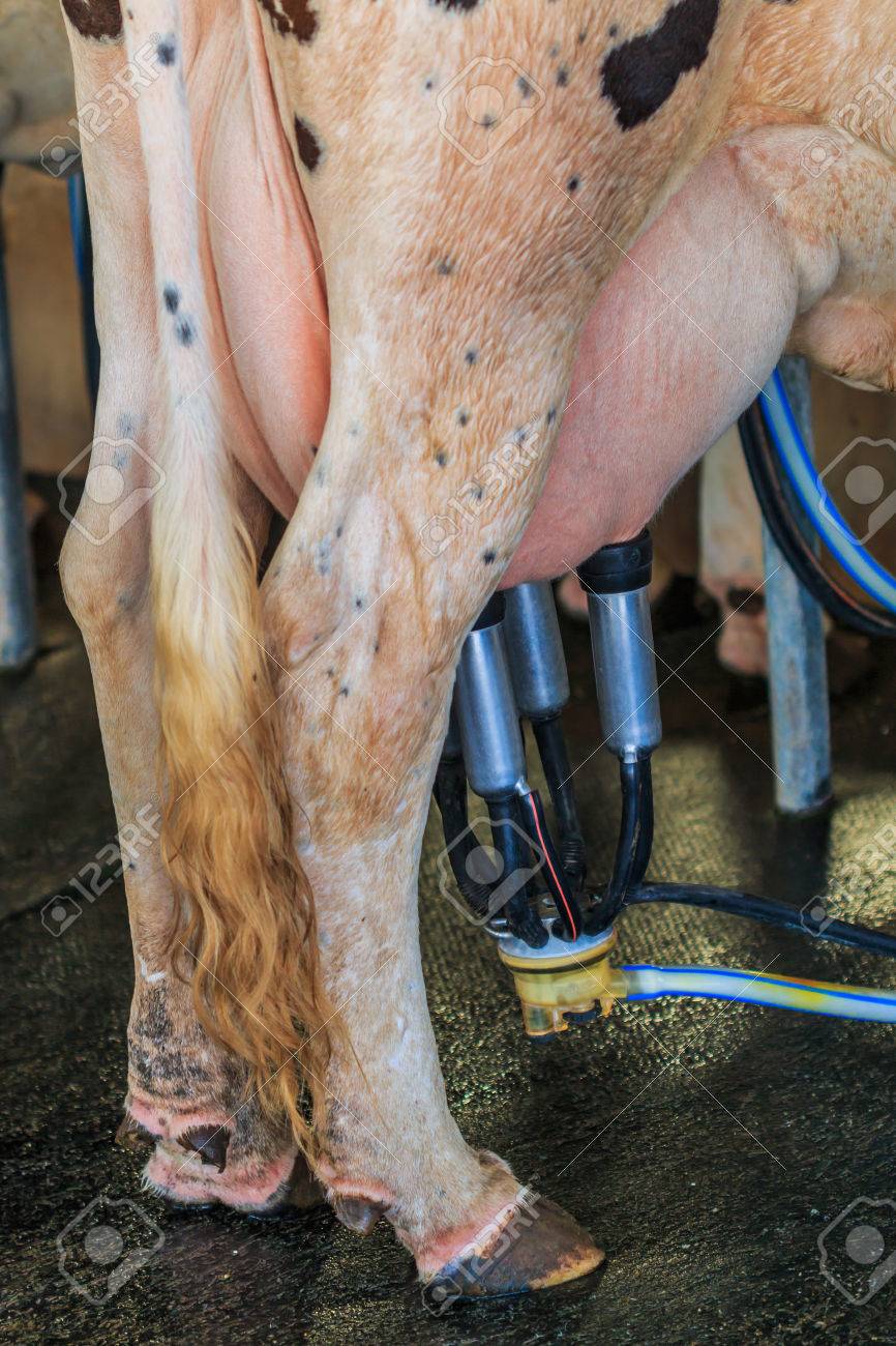 牛 乳搾りの写真素材写真素材なら「写真AC」無料 フリー ダウンロードOK