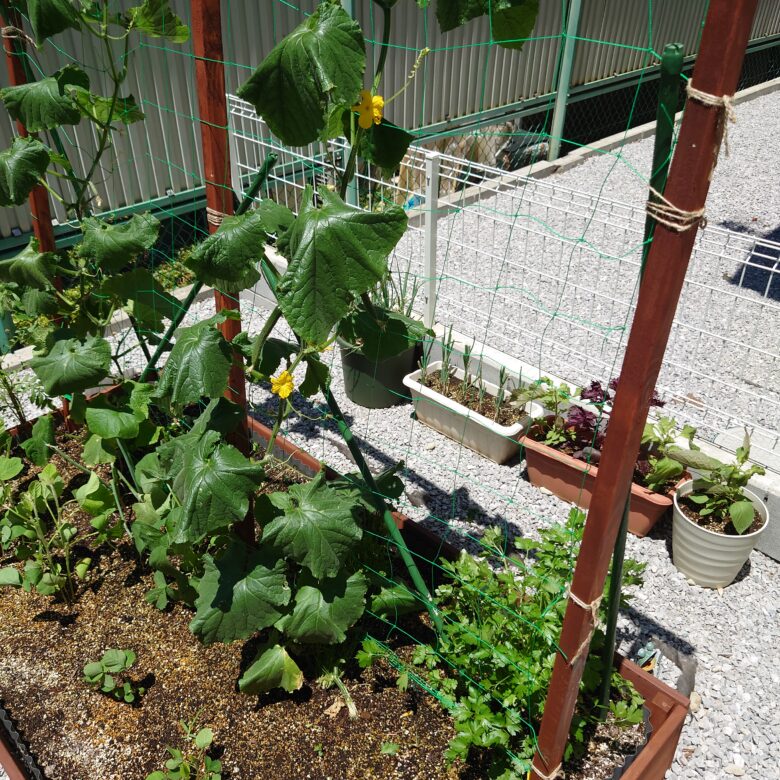 果菜類と一緒に育てるコンパニオンプランツタキイネット通販