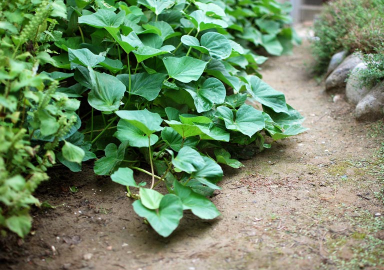 さつまいもの「芋づる」。 野菜としての食べ方はof nou