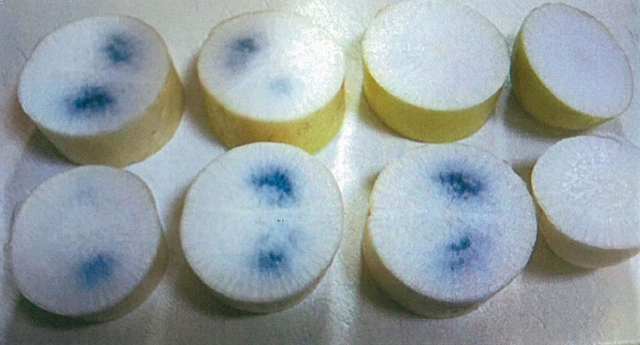 旬は冬だけじゃない！春大根・青首大根の旬の違いとおいしい選び方を解説