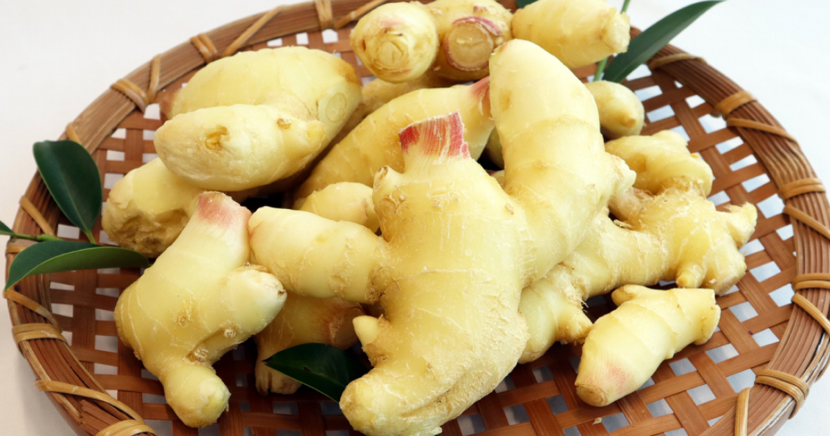 生姜の旬 時期 がわかりにくい理由生姜専門店GINGER FACTORY blog