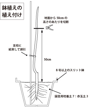 キウイフルーツ育て方OATアグリオ栽培メディア