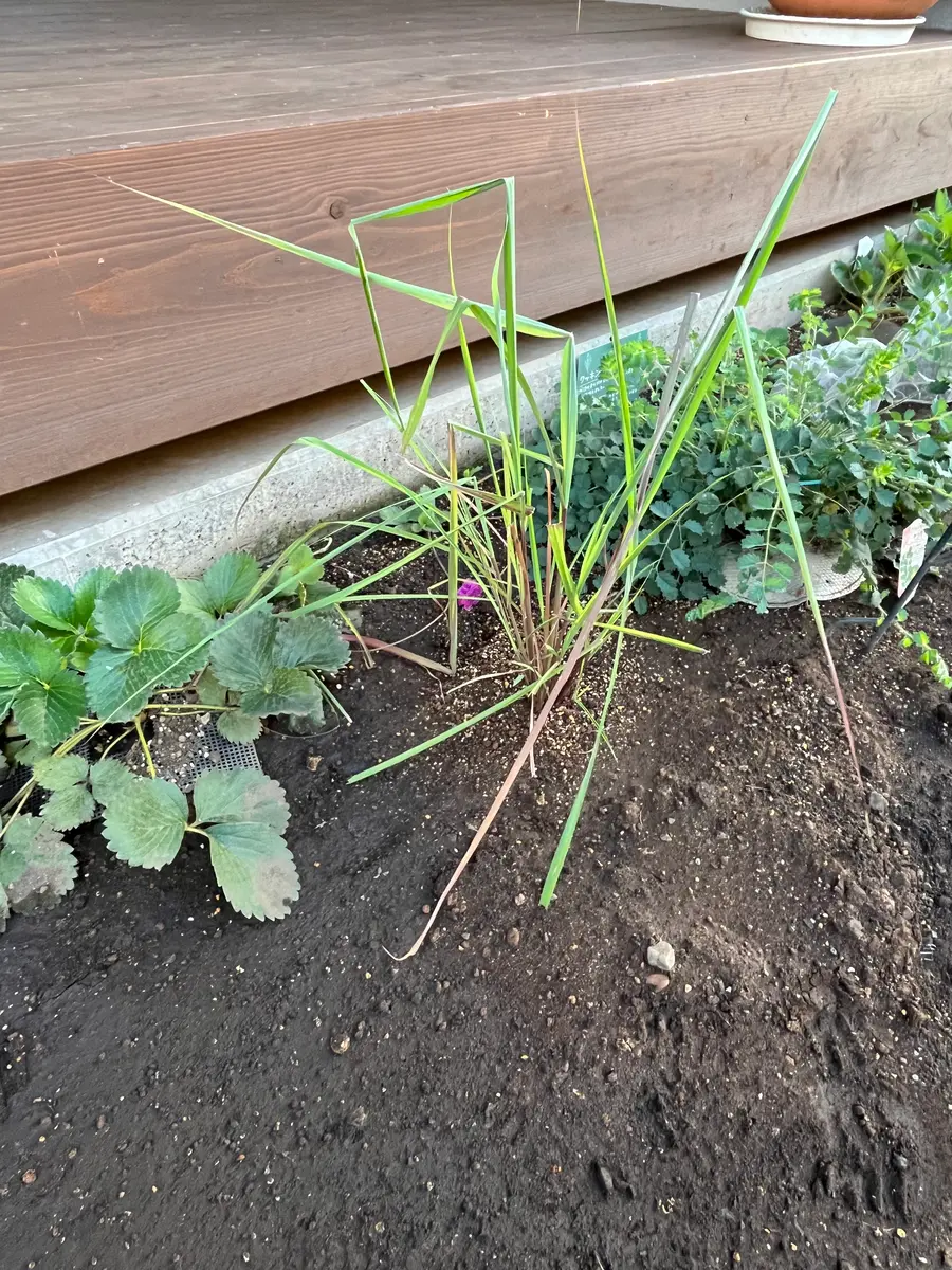 レモングラス苗4本Yahoo!フリマ 旧PayPayフリマ