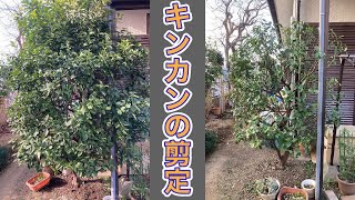 きんかん剪定 : ノブローの箸休め