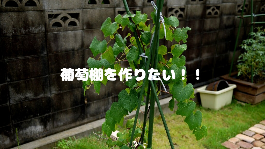 場所を取らず簡単な縦型シャインマスカット葡萄棚の製作こだわりと節約の DIY