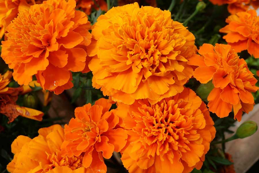 オレンジ色の花のスタイリッシュな壁紙。夏の花のコンセプトPremium写真