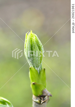 木の芽山菜の女王！コシアブラ２００ｇ：山形県産のコシアブラ食べチョク産地直送 産直 お取り寄せ通販 - 農家・漁師から旬の食材を直送