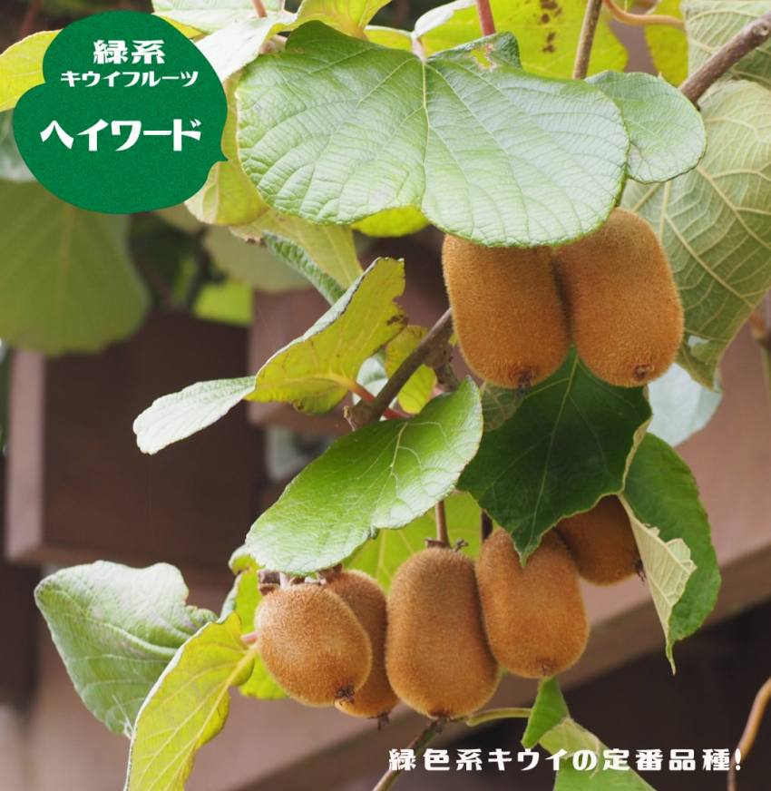 キウイフルーツの栽培剪定や苗の植え方、育て方のコツは？HORTI by GreenSnap
