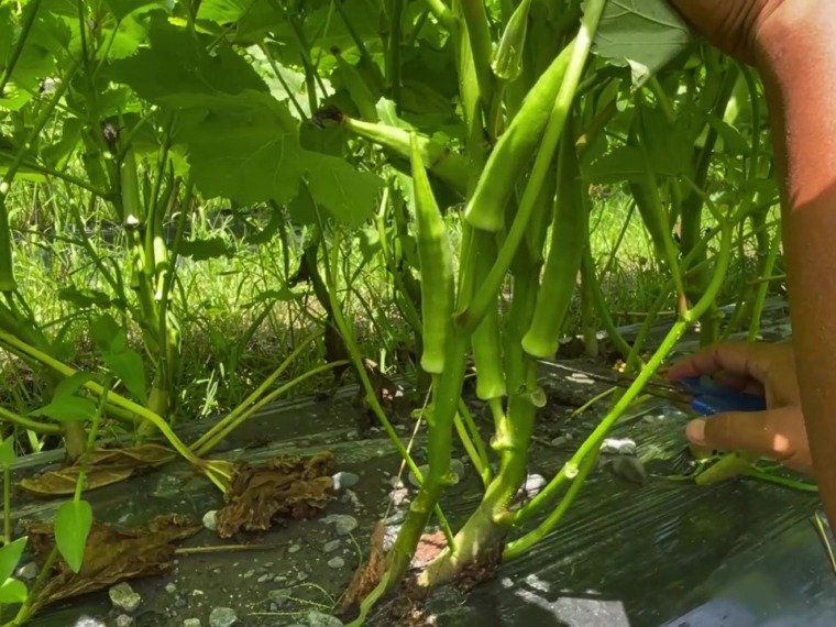 オクラ栽培・育て方 大きな葉っぱの切り方と追肥の与え方 五角オクラと丸オクラの特徴22 7 19