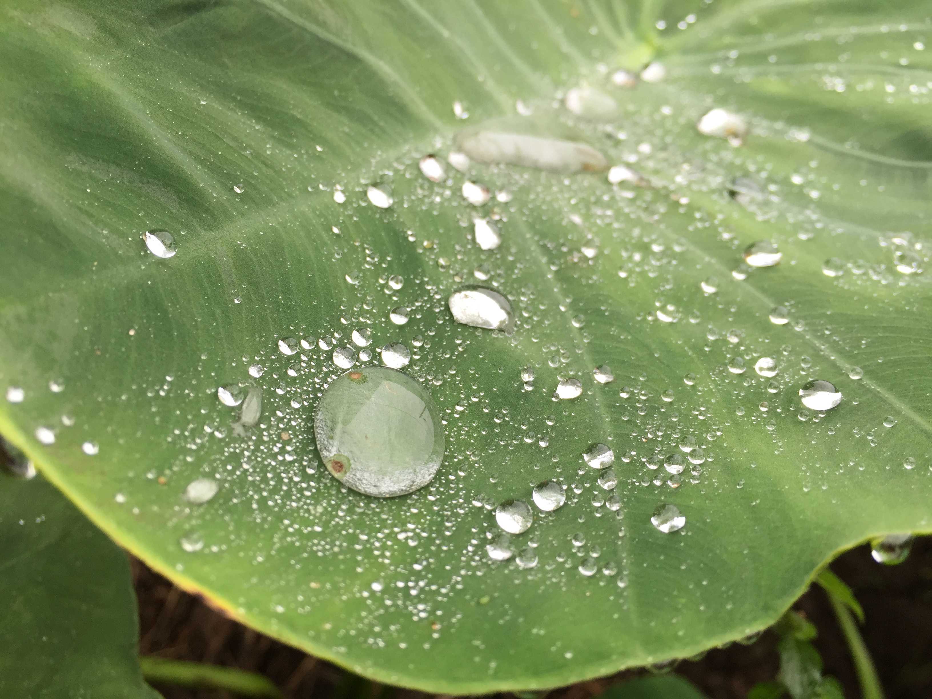 里芋の葉の写真素材写真素材なら「写真AC」無料 フリー ダウンロードOK