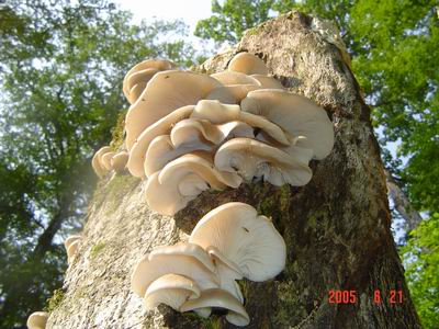 夫婦のおつまみ ごま油と塩昆布で作るやみつき平茸