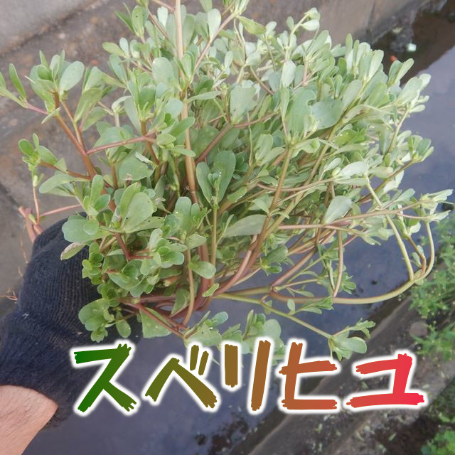 スベリヒユ旬のもの暦生活日本の季節を楽しむ暮らし