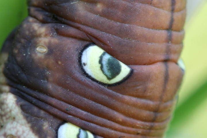 コスズメとは？ 意味や使い方 - コトバンク