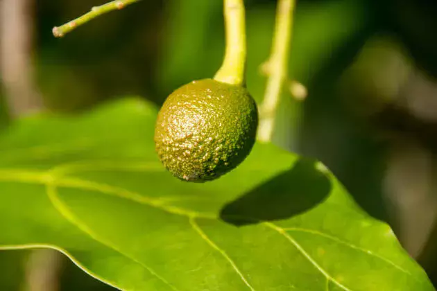 アボカドの木の育て方苗の植え方、植え替えや剪定の方法・時期は?HORTI by GreenSnap