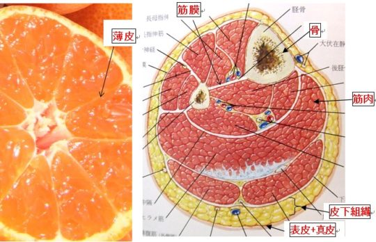 オレンジを描くよ チョークアート 断面 - YouTube