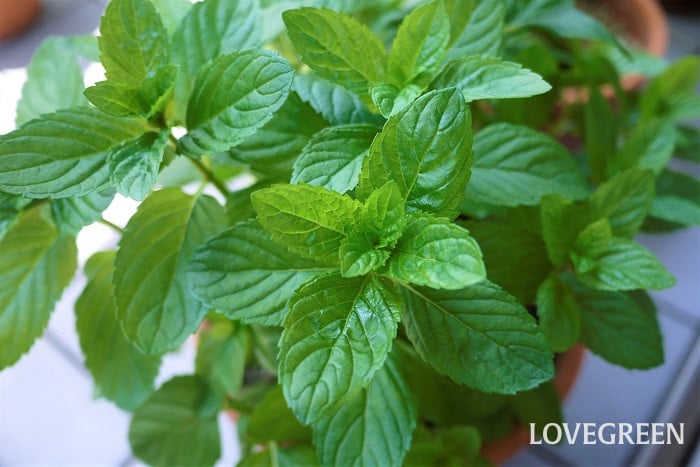 ハーブのホームページ 種類や効果・効能、育て方を紹介