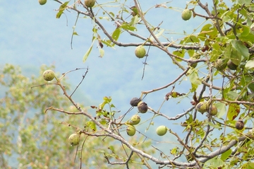 オニグルミ – 京都九条山自然観察日記