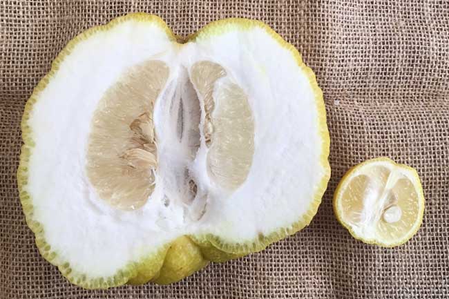 ユズ 柚子 とれたて大百科食や農を学ぶJAグループ