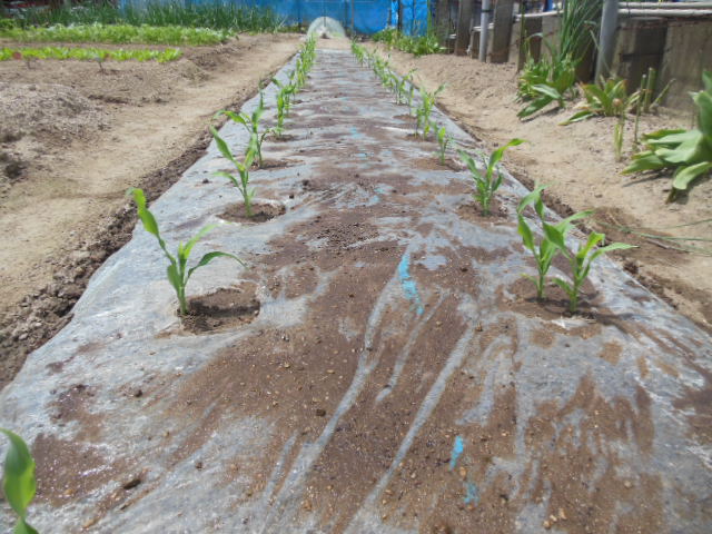 トウモロコシの種まきしました！ - マミーの野菜ダイアリ