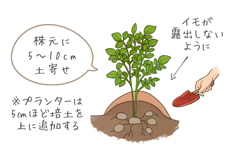 春です！じゃがいもを育てよう プランター栽培における肥料と水やりの方法について切るを楽しむアルスコーポレーション株式会社