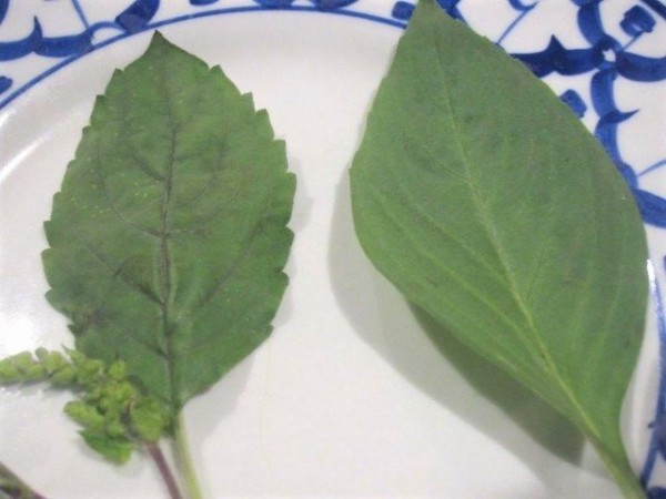 ホーラパー」はじゃんじゃん増えるスイートバジルタイランドハイパーリンクス：Thai Hyper