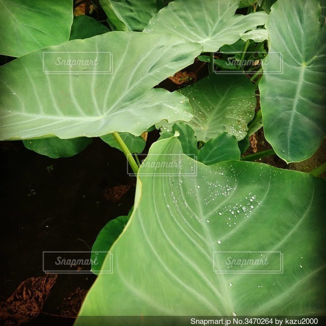 サトイモ Colocasia esculenta