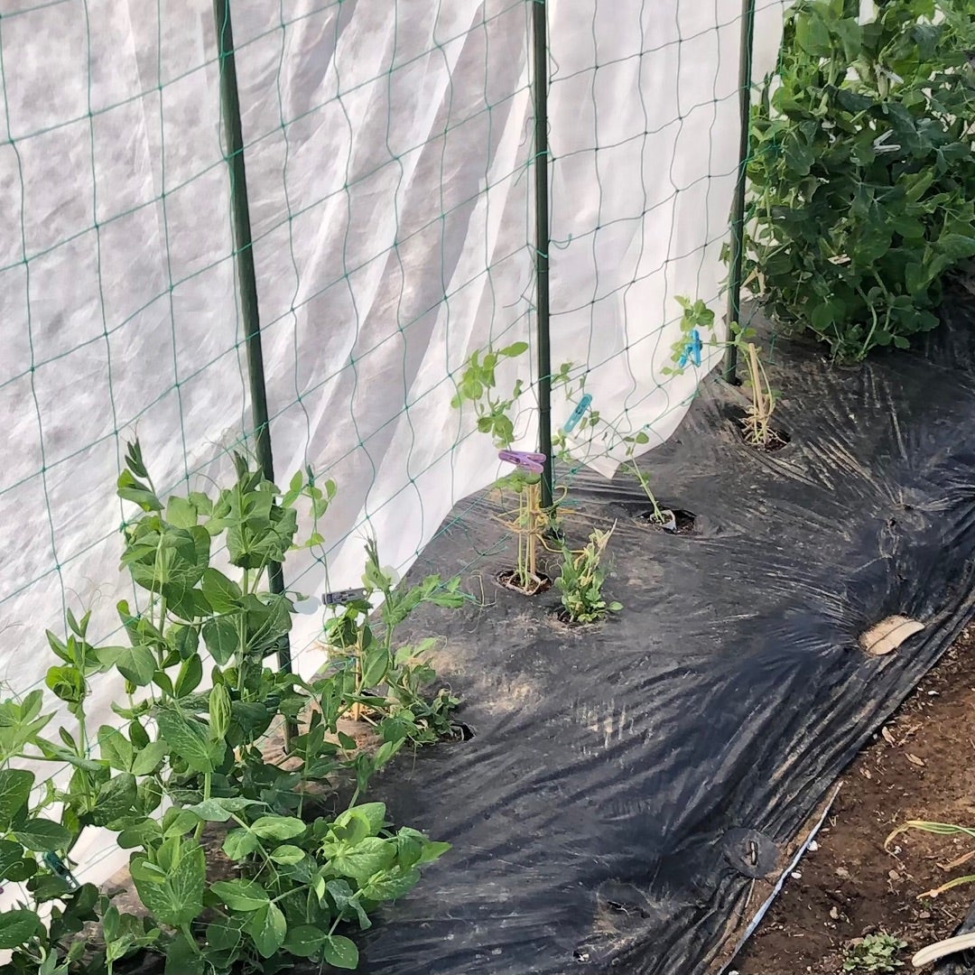 スナップエンドウのポット種蒔き！室内管理で鳥害を防ぎます子供と楽しむ！たかみん菜園ライフ