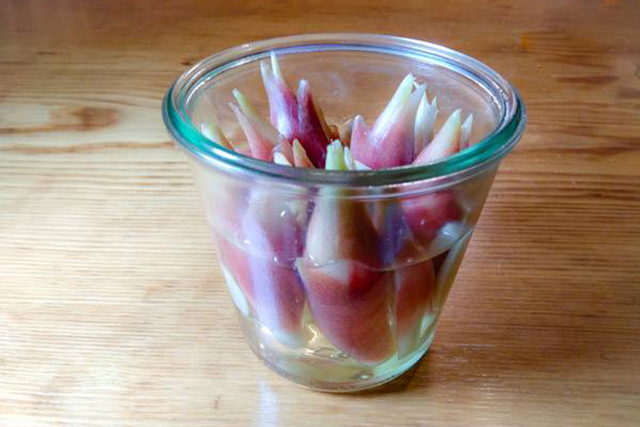 ミョウガ仕事 大量消費と長期保存方法 - 空と花の色