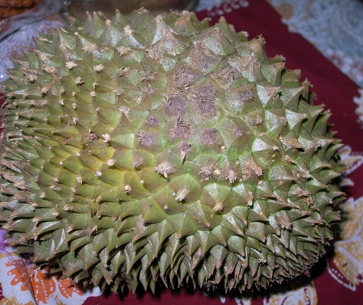 白い背景の上の果物の王様ドリアン ドリアンは臭い果物です。Premium写真