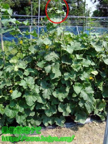 キュウリの摘心キュウリの育て方.com