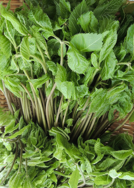 白木の芽の新着記事アメーバブログ アメブロ