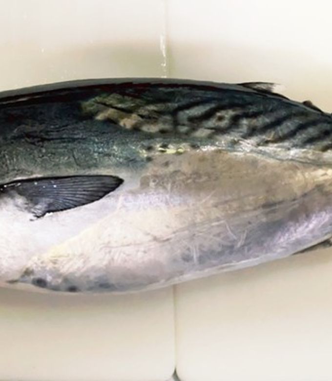 スマガツオ』１匹捌く！料理はタタキ・漬け丼・竜田揚げ！よちよちエクスプレス