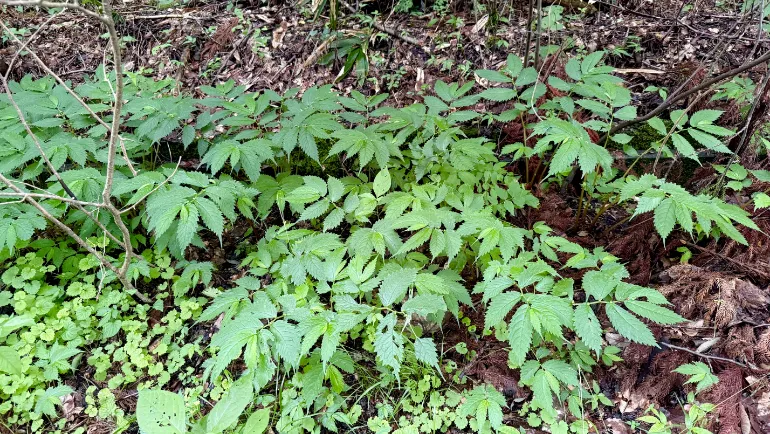 山菜 ミズ 保存方法TikTok