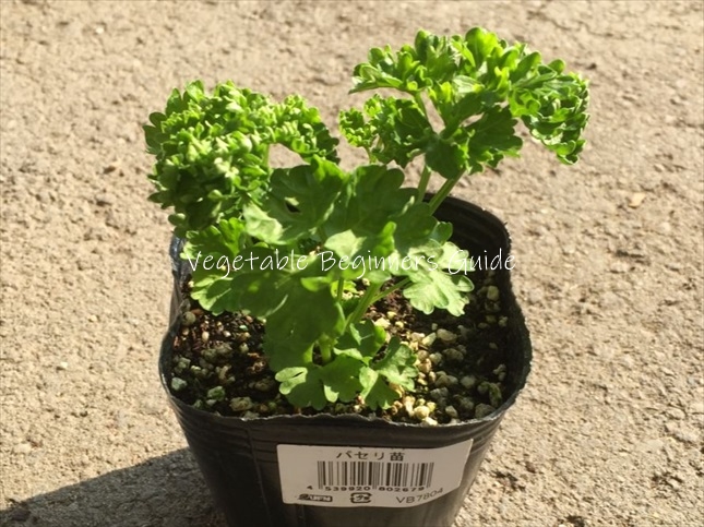 イタリアンパセリの育て方を徹底図解！収穫時期はいつ？種まきや苗植え栽培方法は？🍀GreenSnap グリーンスナップ